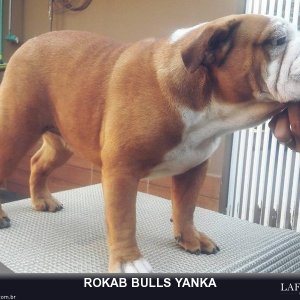 Rokab Bulls Yanka