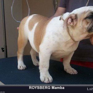 Roysberg Mamba