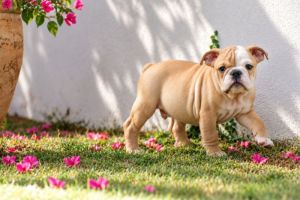 Macho