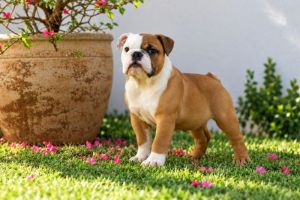 Macho