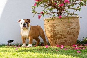 Macho