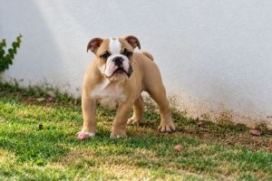 Macho