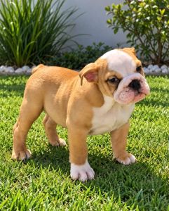 Macho